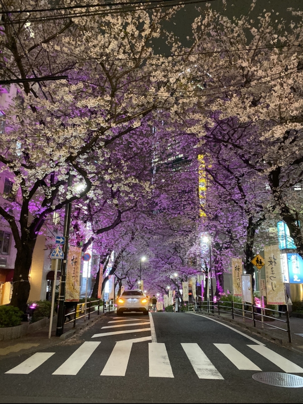 CHATARO(ﾁｬﾀﾛｳ) 夜桜