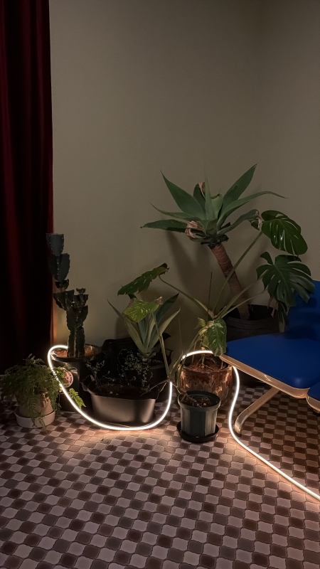 JOJO(ｼﾞｮｼﾞｮ) 植物やめたん？🌿