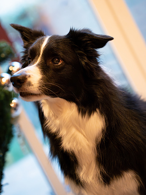 ATSUMU(アツム) ノエルの宣材写真