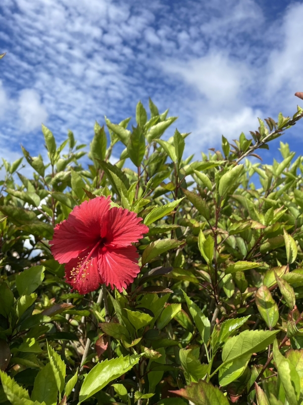 SHION(ｼｵﾝ) 報告。