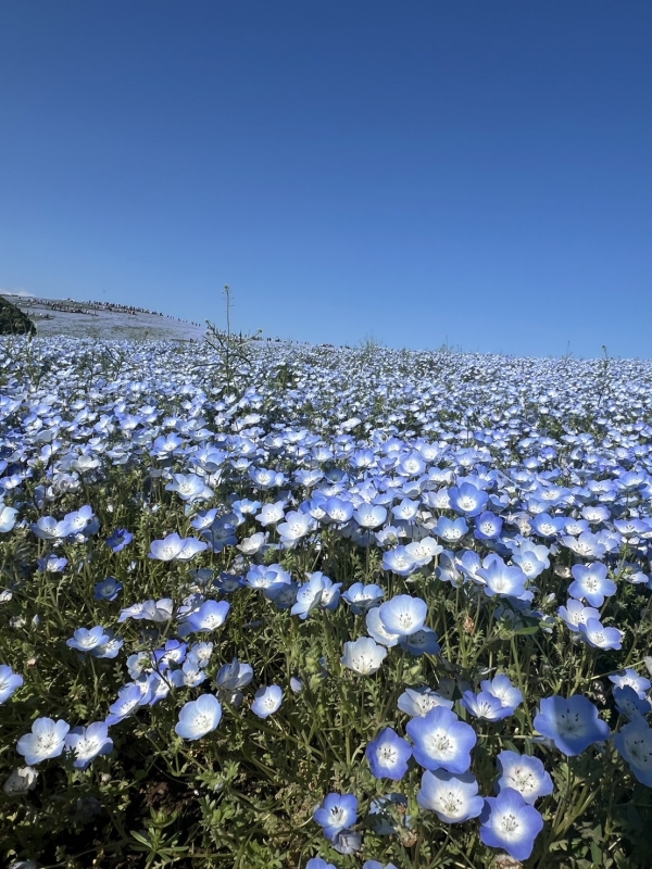 KIRATO(キラト) もーすぐ春だね🌸