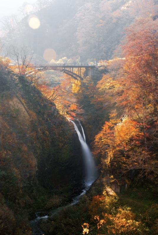 MIOTO(ﾐｵﾄ) 秋麗