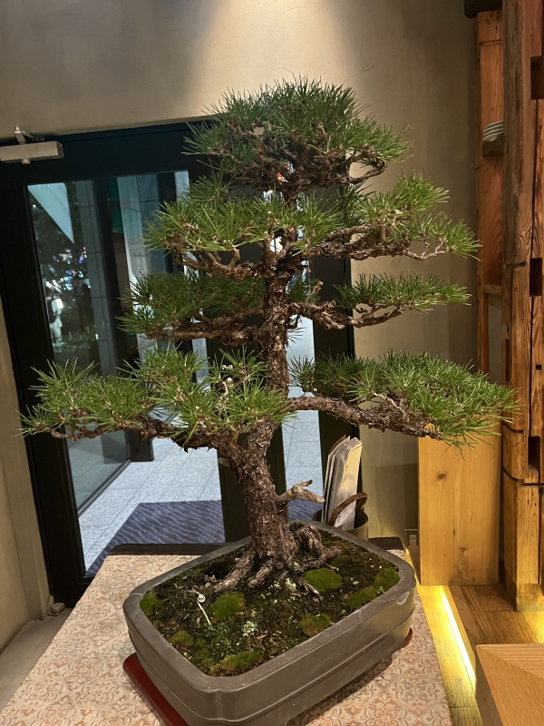 NINA（ﾆｲﾅ） 盆栽