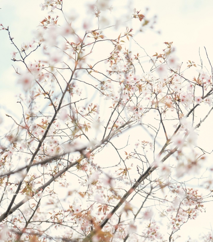 YUUSUKE(ﾕｳｽｹ) 桜梅桃李