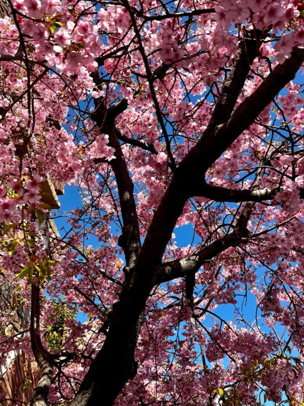YOUDAI(ﾖｳﾀﾞｲ) 桜の下から先月のお礼を