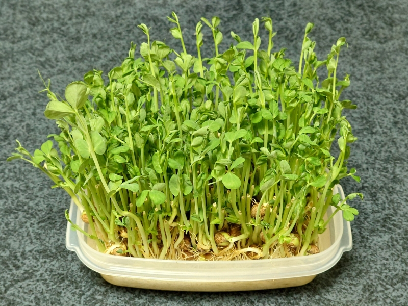 RIMURU(ﾘﾑﾙ) 🌿🌿🌿