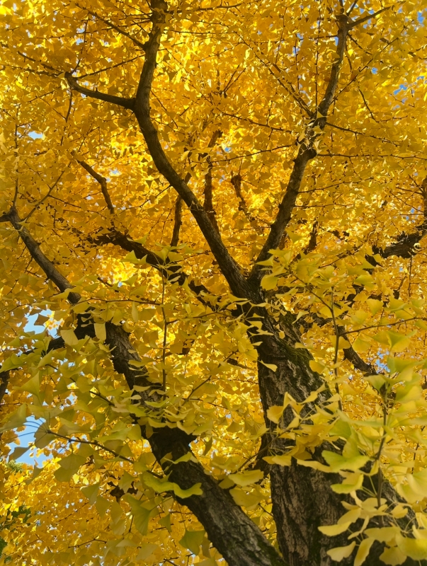 KONOSUKE(コウノスケ) 🐥