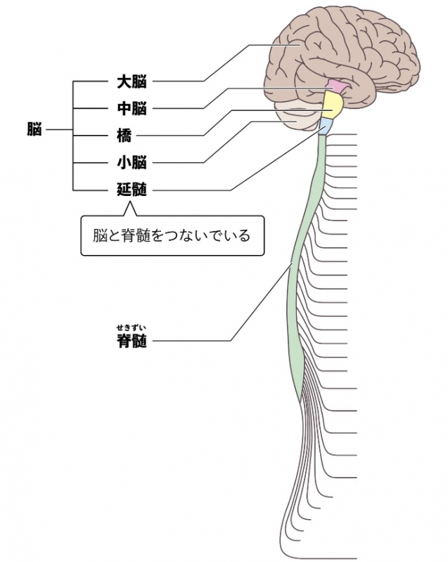 KYLE(カイル) 僕の仕事