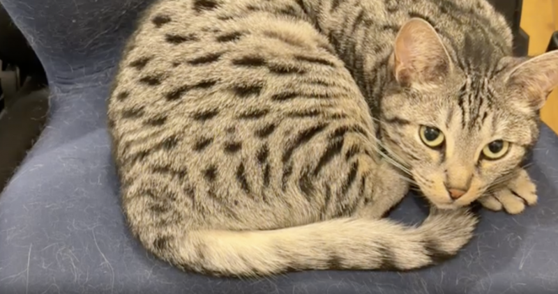 GEN(ｹﾞﾝ) ただの息子自慢でございます