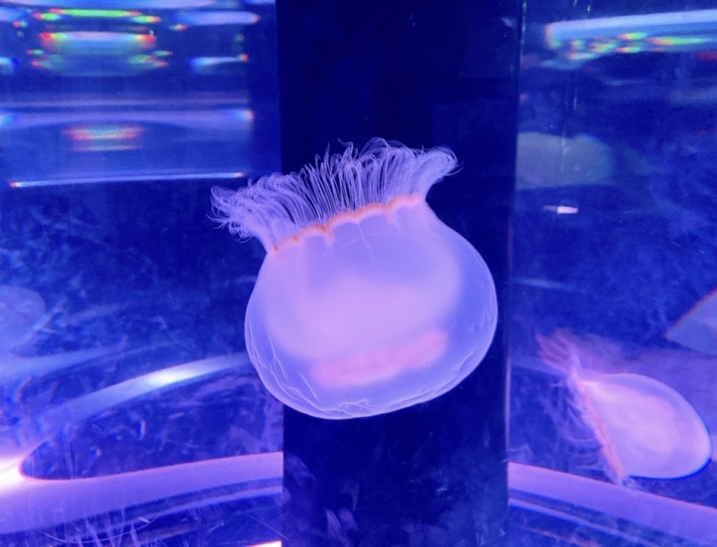 NISHI（ﾆｼ） 【スケジュール更新】