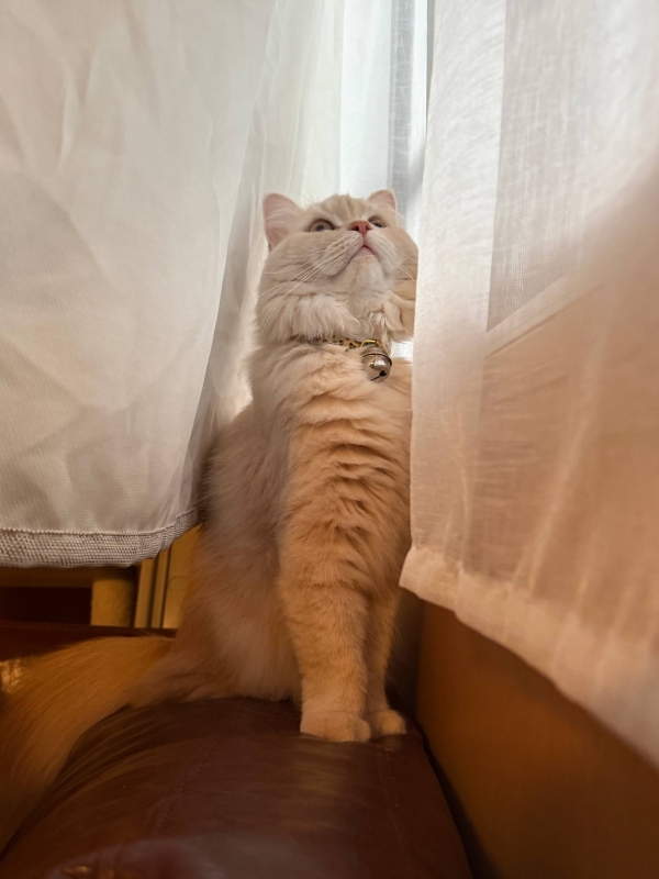 BOSS(ボス) (^ට ‧̫ ට^)੭