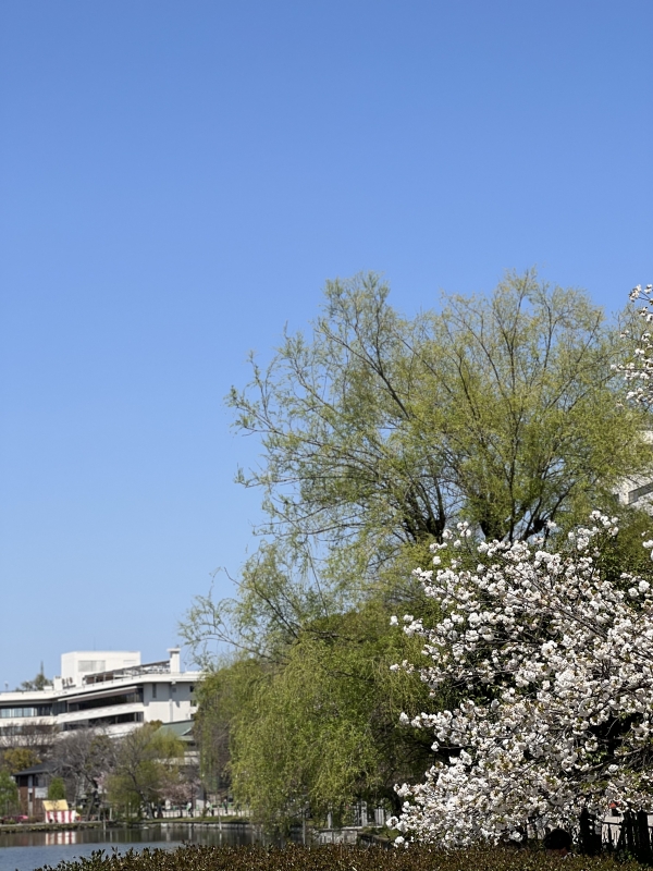 MAIRO（ﾏｲﾛ) 桜