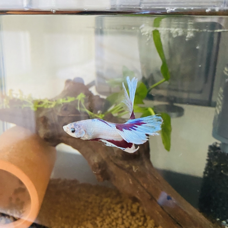 MIRAI(ミライ) 生き物　その②