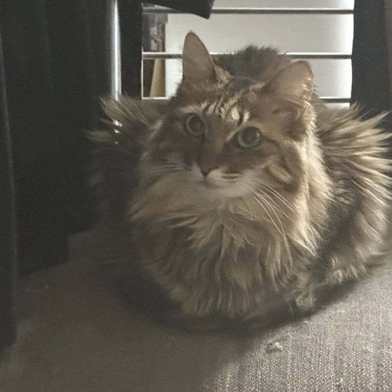 SHIRASH(ｼﾗｽ) おはようございます🙌