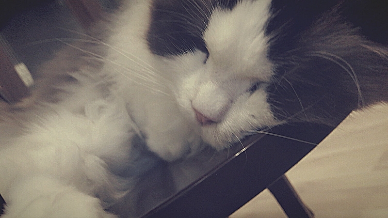 YAK(ﾔｸ) 4月も最後の週