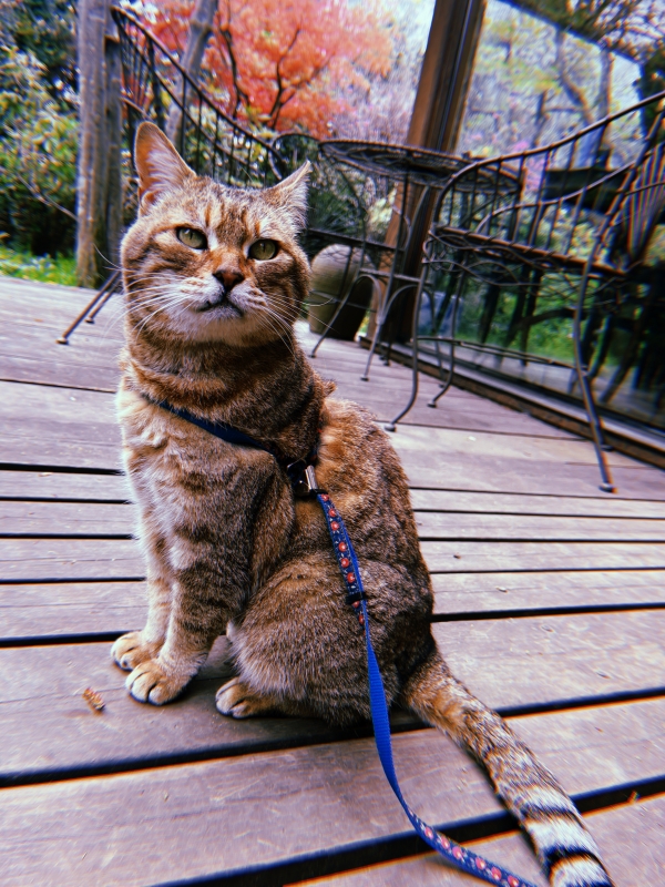 MOCHI（ﾓﾁ） 忘れたらあかん。