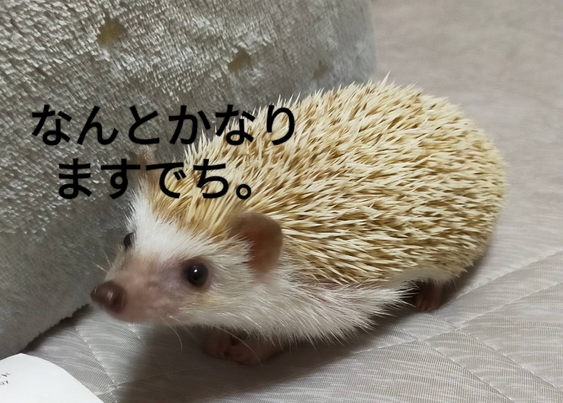 HASUMI(ハスミ) ありがとう