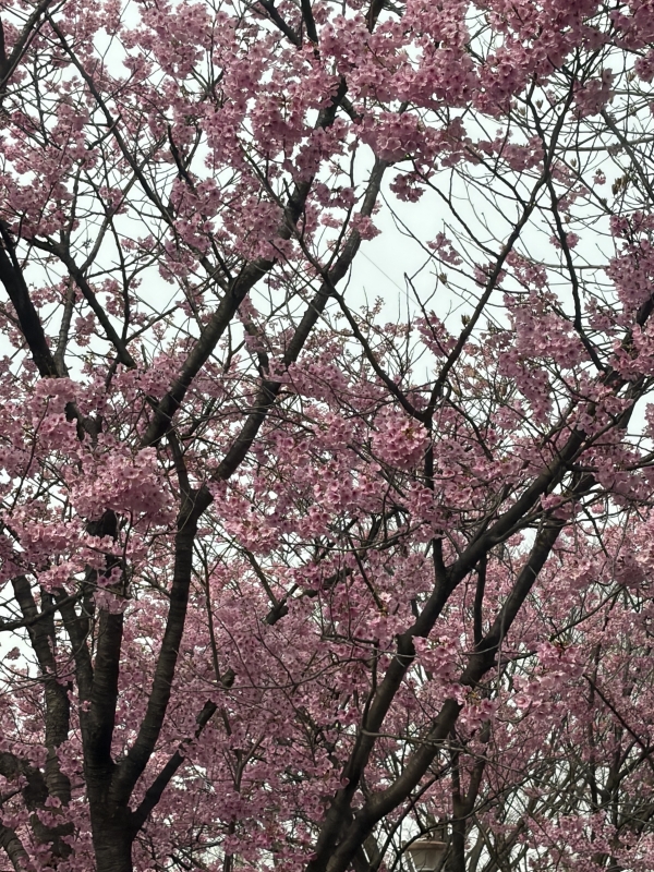 MIFUYU(ミフユ) 河津桜