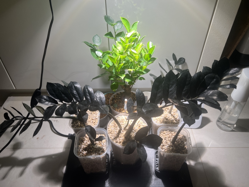 CHATARO(ﾁｬﾀﾛｳ) し、し、し、しん