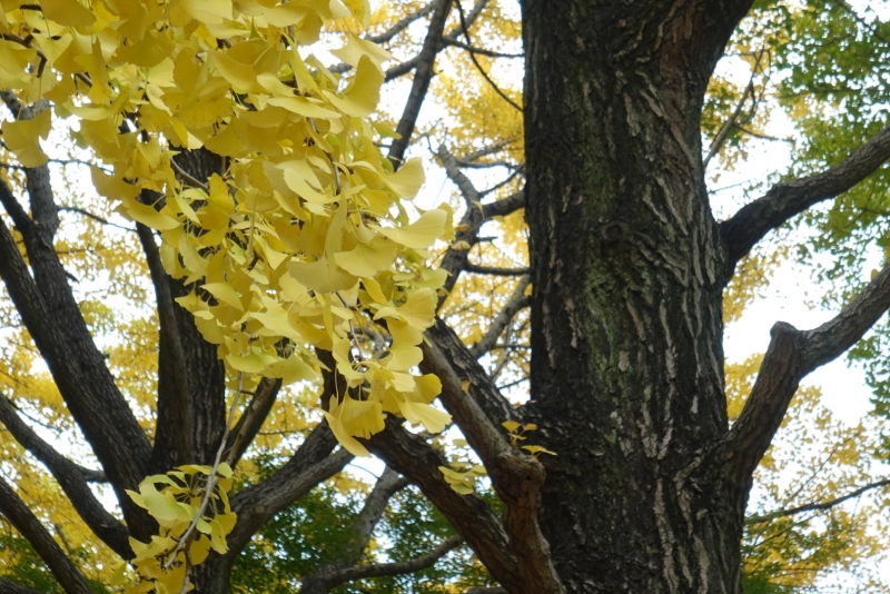 MASH(マッシュ) 秋、見れるうちにたくさん触れる