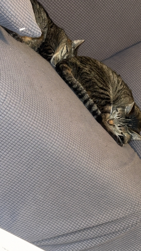 HYO(ﾋｮｳ) 仮眠場所取られてる🐱