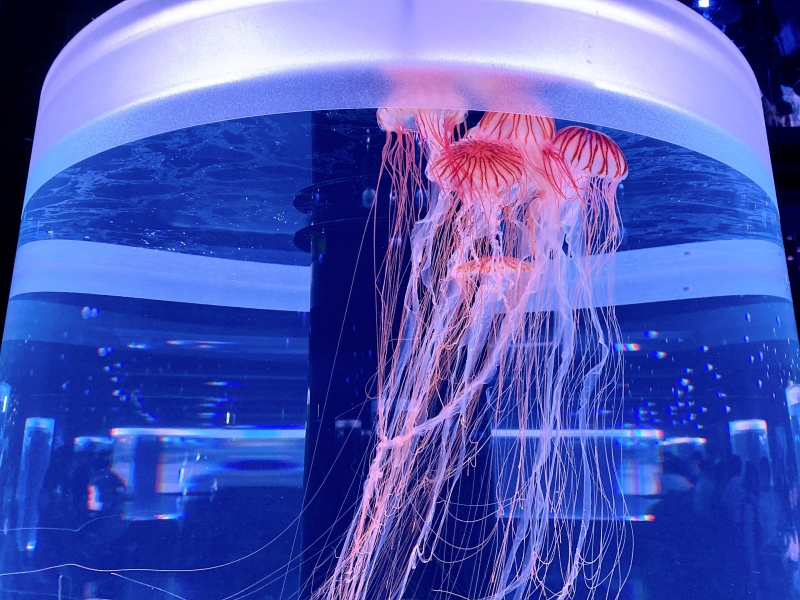 NISHI（ﾆｼ） 【クラゲ】