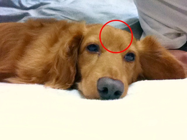 MIKITO(ミキト) ワイのイッヌ🐶
